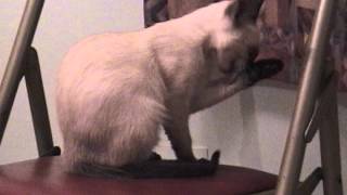 Skittles first day - Clip 008