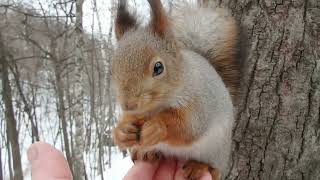 Снова кормлю белку без имени / Feeding a squirrel without a name again