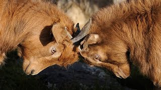 В Израиле случился демократический криз