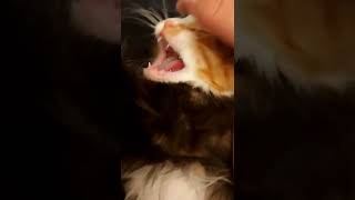 киска малышка играет. трехцветная редкий зверек. шустрит
