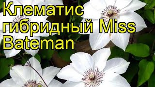 Клематис гибридный Мисс Бейтман. Краткий обзор, описание характеристик clematis Miss Bateman