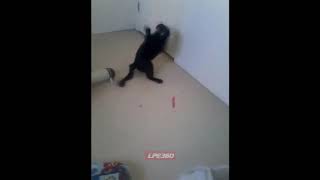 Funny Videos   It's the little things that bother me too
