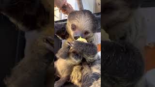 Baby Sloth Juno and Mom Eating Corn - Cincinnati Zoo #shorts