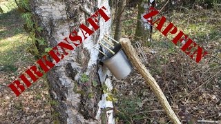 Birkensaft zapfen