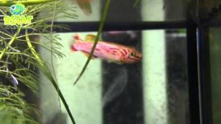 Fundulopanchax gardneri gold
