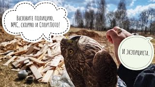 Новый житель Совиного дола. Сова Ёль передаёт, чтобы угувал отсюдова обратно