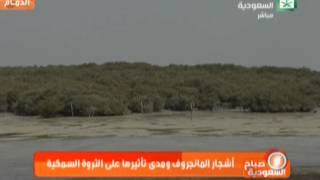 أشجار المانجروف في خليج تاروت منظر رائع جداً