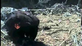 Two Harbors K38 self feeding  5-20-2013 9-16-45 PM