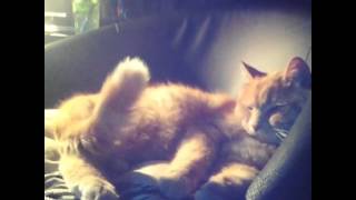 Кот трясет попой/Cat dancing "Pharrell Shake Ya Ass" song