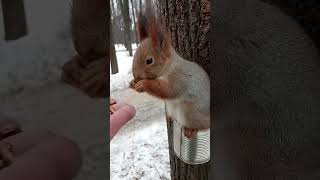 Ушастик сидит на баночке и ест орешки / Ushastik sits on a jar and eats nuts