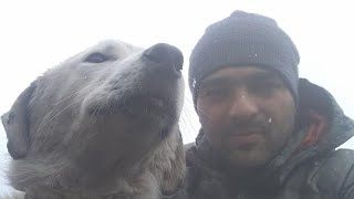 Бездомный Снежок гуляет