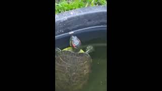 Tuck the turtle