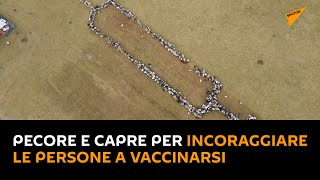 #Germania: pecore e capre per incoraggiare le persone a vaccinarsi
