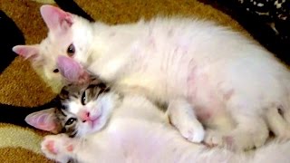 Видео о кошках.Котята играют