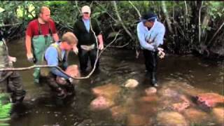 Ett öringparadis - Trout paradise
