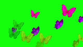 ?БАБОЧКИ ЦВЕТНЫЕ. Футаж. Хромакей. Зелёный экран. Chroma Key. Green Screen.