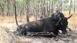 Cape York Bowhunting Scrubber and Hog.m4v