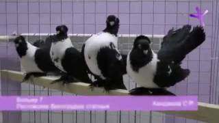 2012.01.14-15 Выставка голубей в Воронеже / Pigeons Show at Voronezh (Russia)