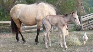 Scouts Honour - Spanish Mustang filly born in Australia 28/8/09