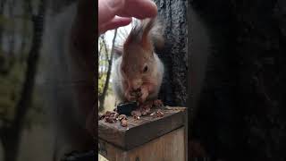Белка даёт гладится / The squirrel can be stroked
