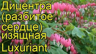 Дицентра изящная Лакшериант (Luxuriant). Краткий обзор, описание характеристик, где купить саженцы