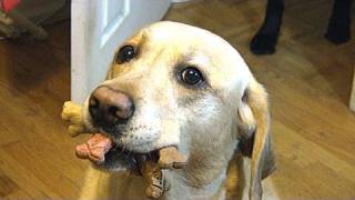Funny Dogs 2