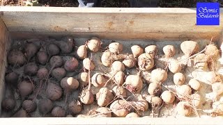 Как хранить овощи морковь, свеклу на зиму в погребе.