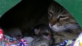 猫（子猫7ヶ月）赤ちゃん産みました Cat Giving Birth