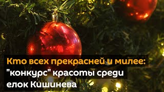 Всех прекрасней и милее: "конкурс" красоты среди елок Кишинева