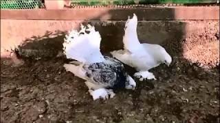 Декоративные Статные голуби /Decorative pigeons/Porumbei decorativi(Алексей Курдупов , г. Краснодар)