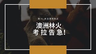澳洲山火肆虐 脱衣拯救考拉 为救助澳洲国宝考拉的英雄们点赞！