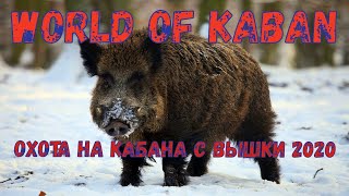 World of Kaban - Стада кабана ждут своего охотника!