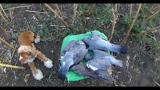 (18+) РЕЗУЛЬТАТИВНАЯ ВЕЧЕРНЯЯ ОХОТА НА ГОЛУБЯ (СЕЗОН 2018)