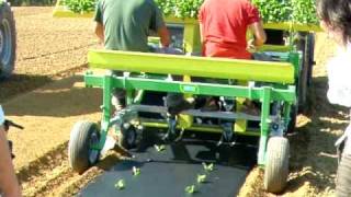 Biotelo pacciamatura del pomodoro - Toscana