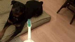Rottweiler vs. Sonicare