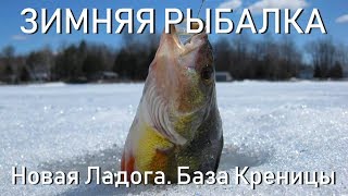 Зимняя рыбалка Новая Ладога. База Креницы. Ловля окуня 01.02.2019