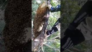 Proses Panen Madu Hutan