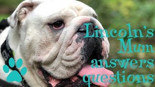 Lincoln's Mum answers questions | ENGLISH BULLDOG