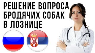 РАДИКАЛЬНОЕ РЕШЕНИЕ ВОПРОСА БРОДЯЧИХ СОБАК В СЕРБИИ...