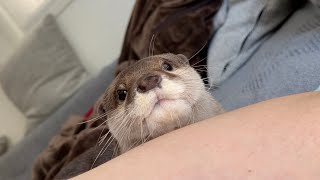 カワウソにモミモミされても微動だにしない猫 cat that doesn't move an inch when being firmed up by an otter