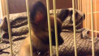 My new puppy crying