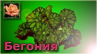 Комнатные растения. Бегония.