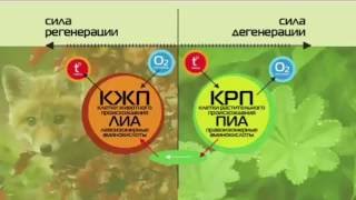 ОМЕГАФЕРОЛ ДОЛГОВИТ ШАБЛИН П.А.