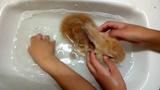 Cómo bañar a tu conejo.
