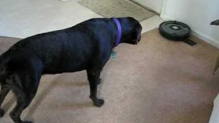Dog vs. Roomba