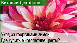 Уход за георгинами зимой. Где купить многолетние цветы?