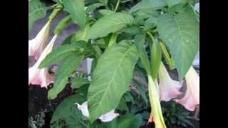 БРУГМАНСИЯ - ВАЖНОЕ УСЛОВИЕ ЦВЕТЕНИЯ, ОБРЕЗКА ЧАСТЬ 3 / Brugmansia - GREAT CONDITION BLOSSOM