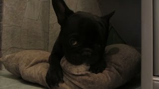 СОБАКА СОСЕТ ПОДУШКУ [CAMvsMAN]
