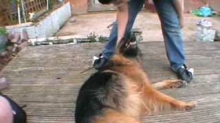 German Shepherd having fun.