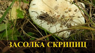 Как солить скрипуны.  Скрипица (скрипуха), засолка